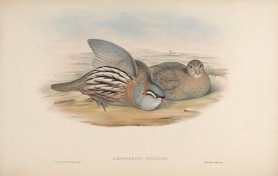 Ammoperdix bonhami - John Gould